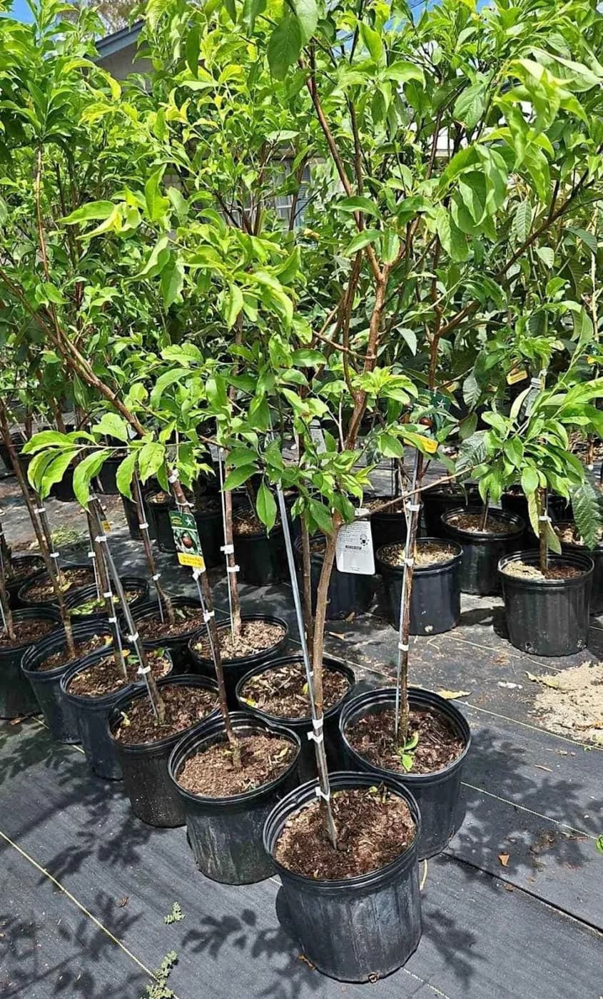 BrittCo Farms Nursery