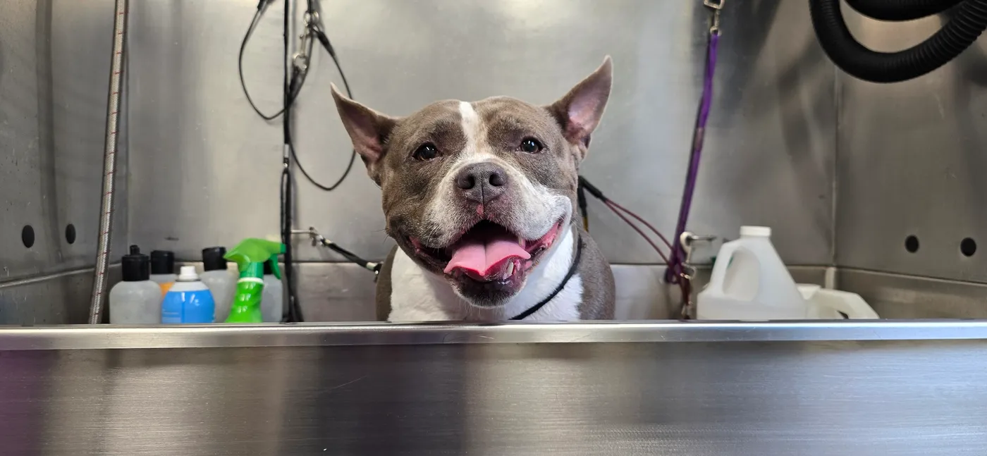 HUGZ-N-KISSES PET SPA By Appointment Only