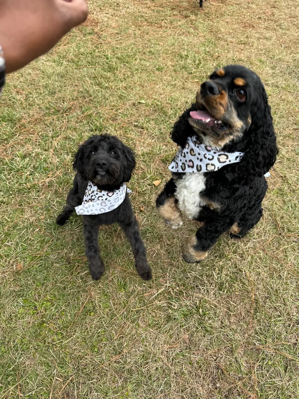 Town & Country Pet Center Inc